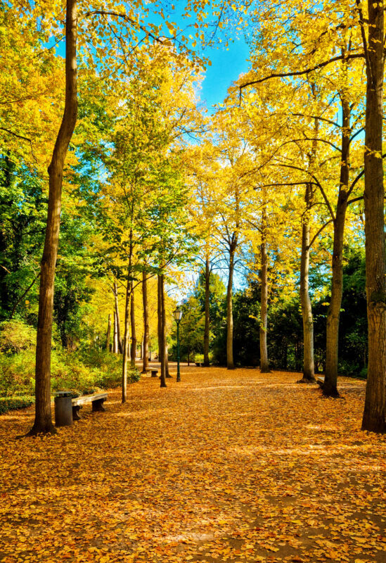 Goldener Herbst im Park. Wunderschöne Baumallee mit gelben Blättern.